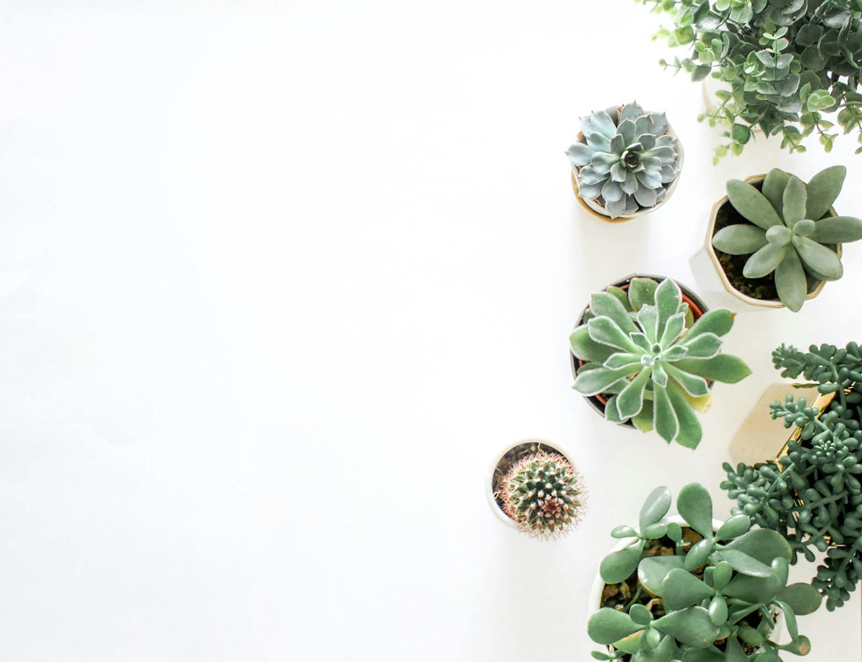 Office Desktop Planters That Improve Air Quality